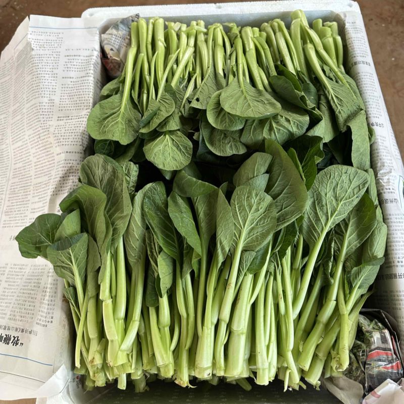 昆明菜心，基地直发