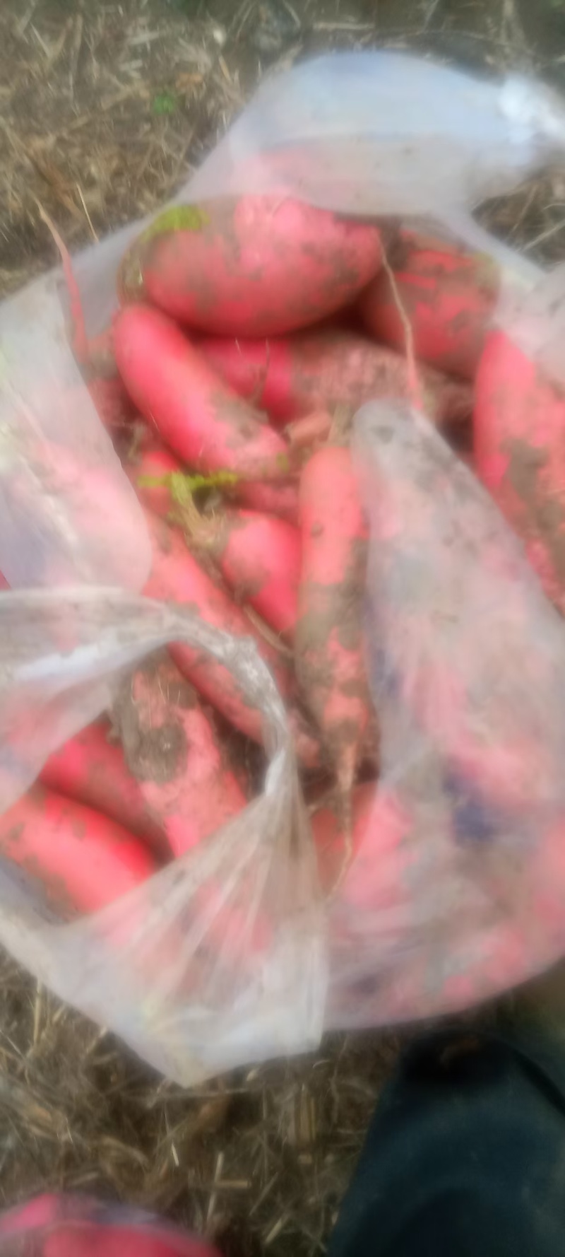 红皮萝卜，大量上市，价格优惠，白菜几天上市。