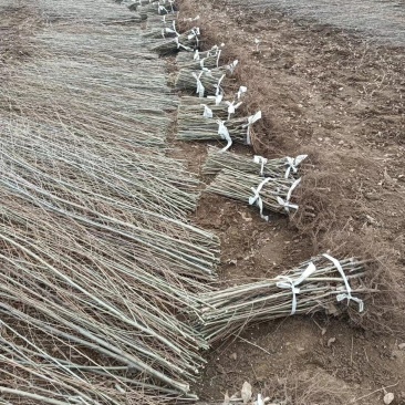 中华金叶榆金叶榆基地金叶榆产地直销