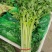 《小芹菜》香芹/山东聊城芹菜/产地货源/保质保量稳定供应