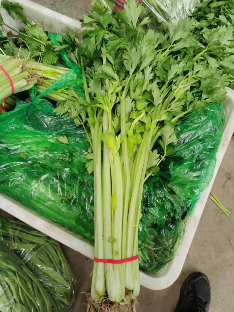 《小芹菜》香芹/山东聊城芹菜/产地货源/保质保量稳定供应