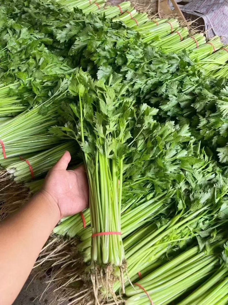 《小芹菜》香芹/山东聊城芹菜/产地货源/保质保量稳定供应
