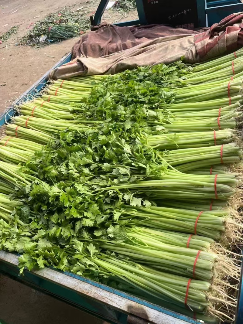 《小芹菜》香芹/山东聊城芹菜/产地货源/保质保量稳定供应