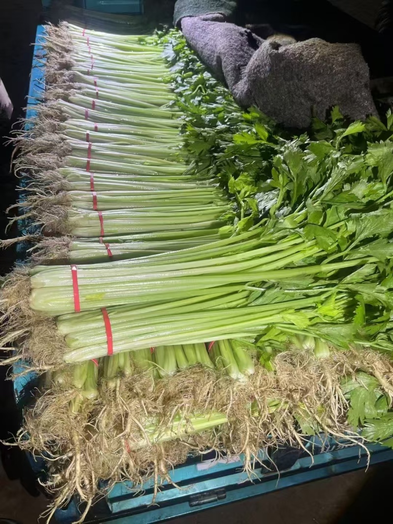 《小芹菜》香芹/山东聊城芹菜/产地货源/保质保量稳定供应