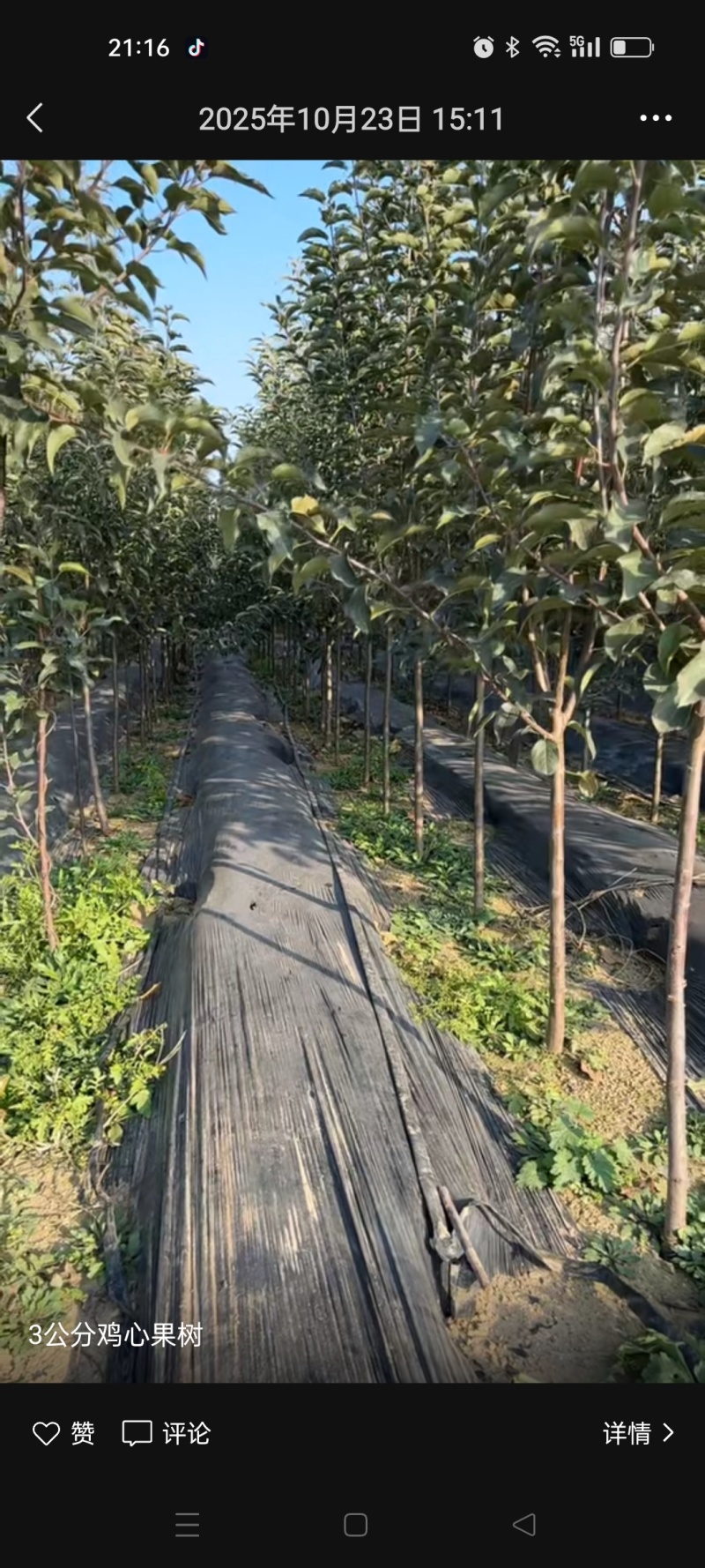 3公分鸡心果树