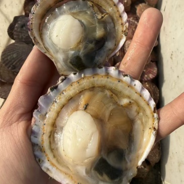 鲜活港湾贝（小红贝）10-12