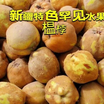 新疆木瓜/新疆榅桲/电商团购/一件代发产地直发