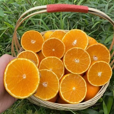 爱媛果冻橙