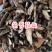 香附，生香附片，选关书药业，1000克起批……