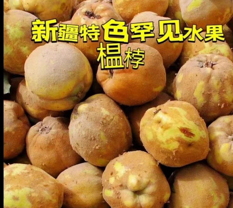 新疆木瓜/新疆榅桲/电商团购/一件代发产地直发