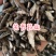香附，生香附片，选关书药业，1000克起批……