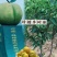 蜂糖李优系品种龙李树苗