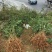 蜂糖李优系品种龙李树苗