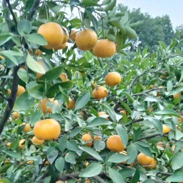 新余蜜桔，精品，非常甜