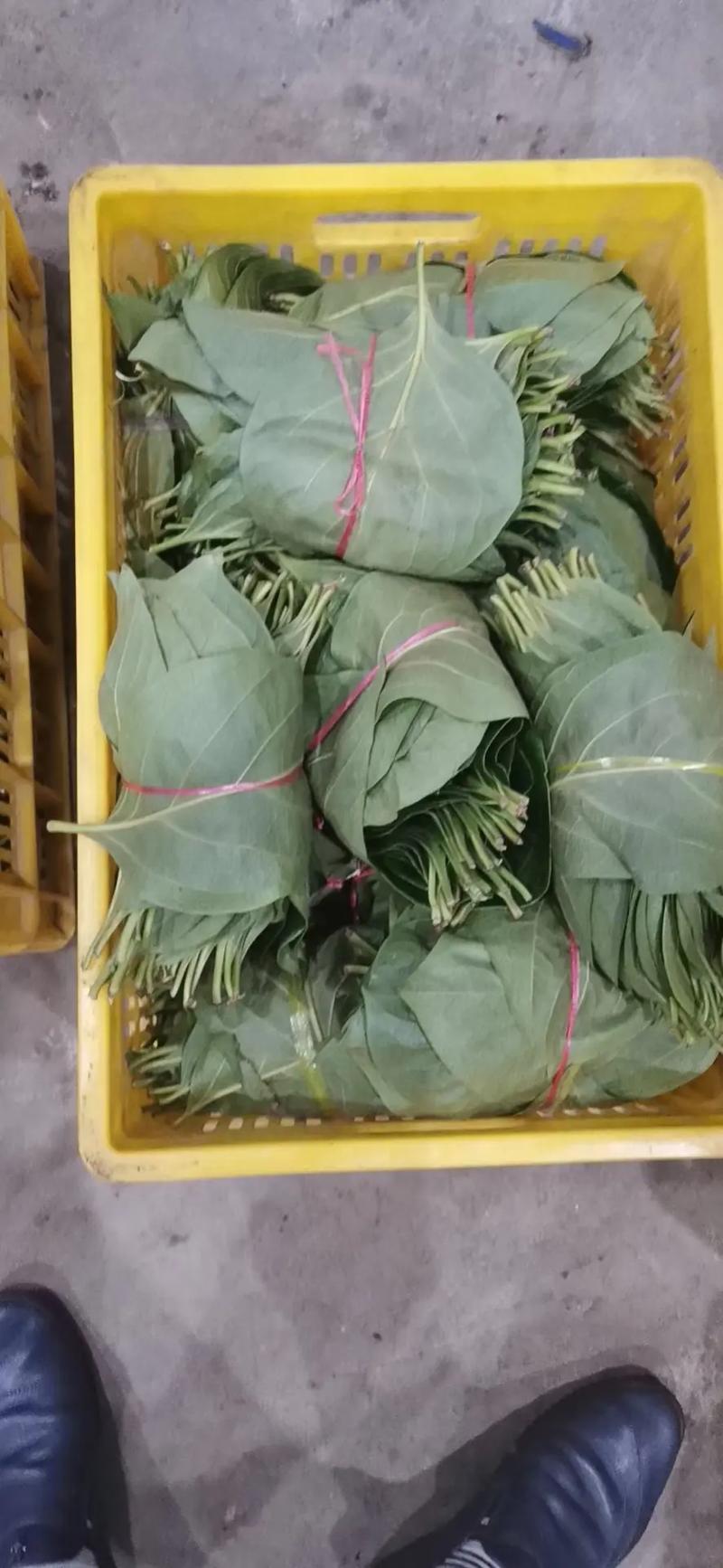 柿子叶，大量供应。。。。。。。。。。。。。。。。。。。