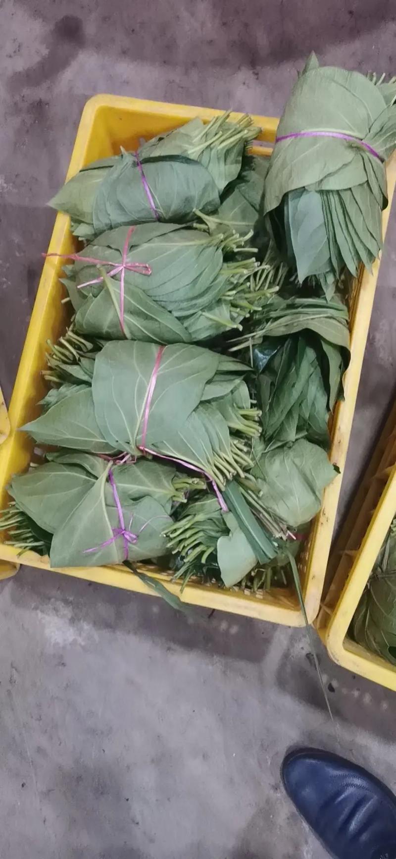 柿子叶，大量供应。。。。。。。。。。。。。。。。。。。