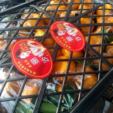 沙糖桔特早皮薄光亮包甜