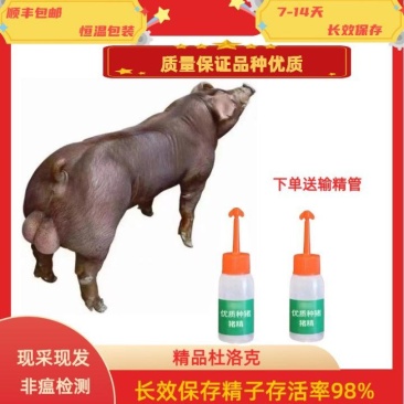 育种级高端精品杜洛克种猪
