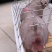 育种级高端精品杜洛克种猪