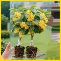 桂花树苗四季桂盆栽可食用开花室内阳台庭院浓香