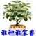桂花树苗四季桂盆栽可食用开花室内阳台庭院浓香