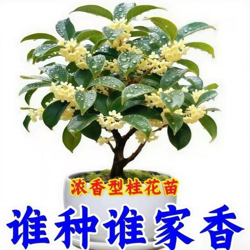 桂花树苗四季桂盆栽可食用开花室内阳台庭院浓香