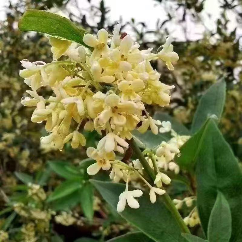 桂花树苗四季桂盆栽可食用开花室内阳台庭院浓香