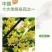 桂花树苗四季桂盆栽可食用开花室内阳台庭院浓香
