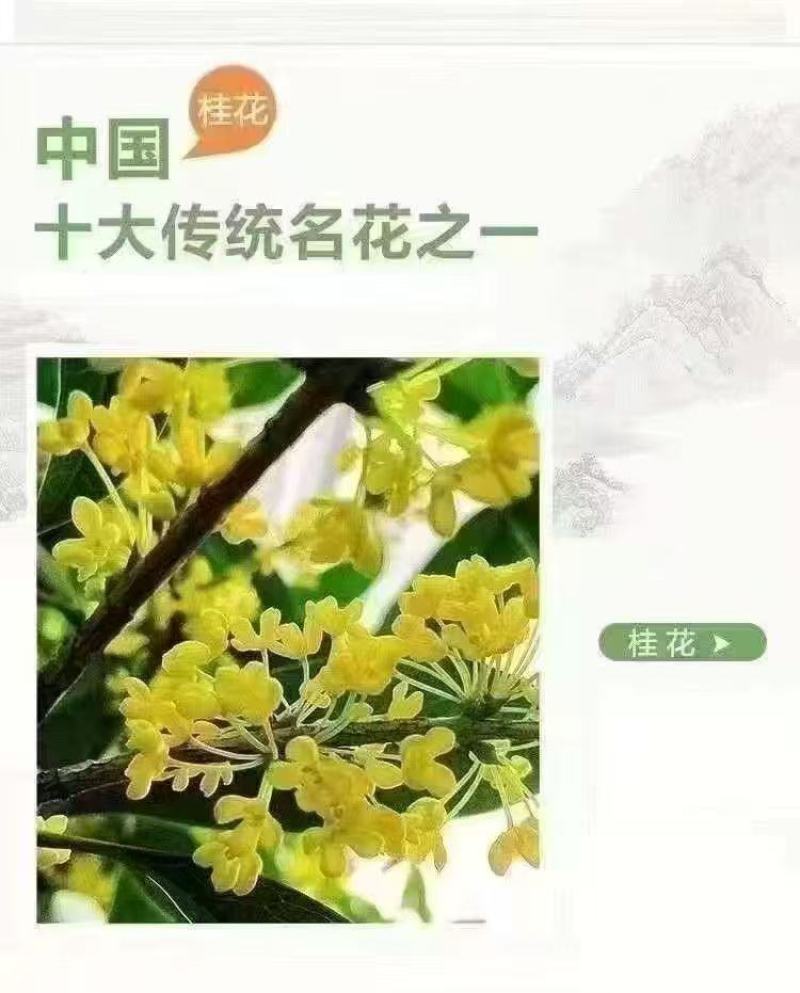 桂花树苗四季桂盆栽可食用开花室内阳台庭院浓香