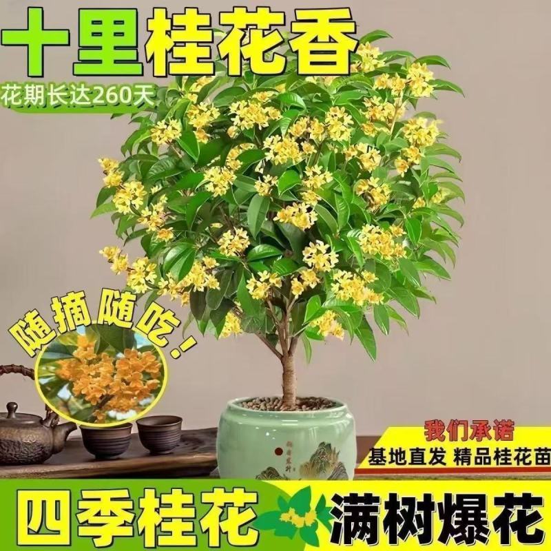 桂花树苗四季桂盆栽可食用开花室内阳台庭院浓香