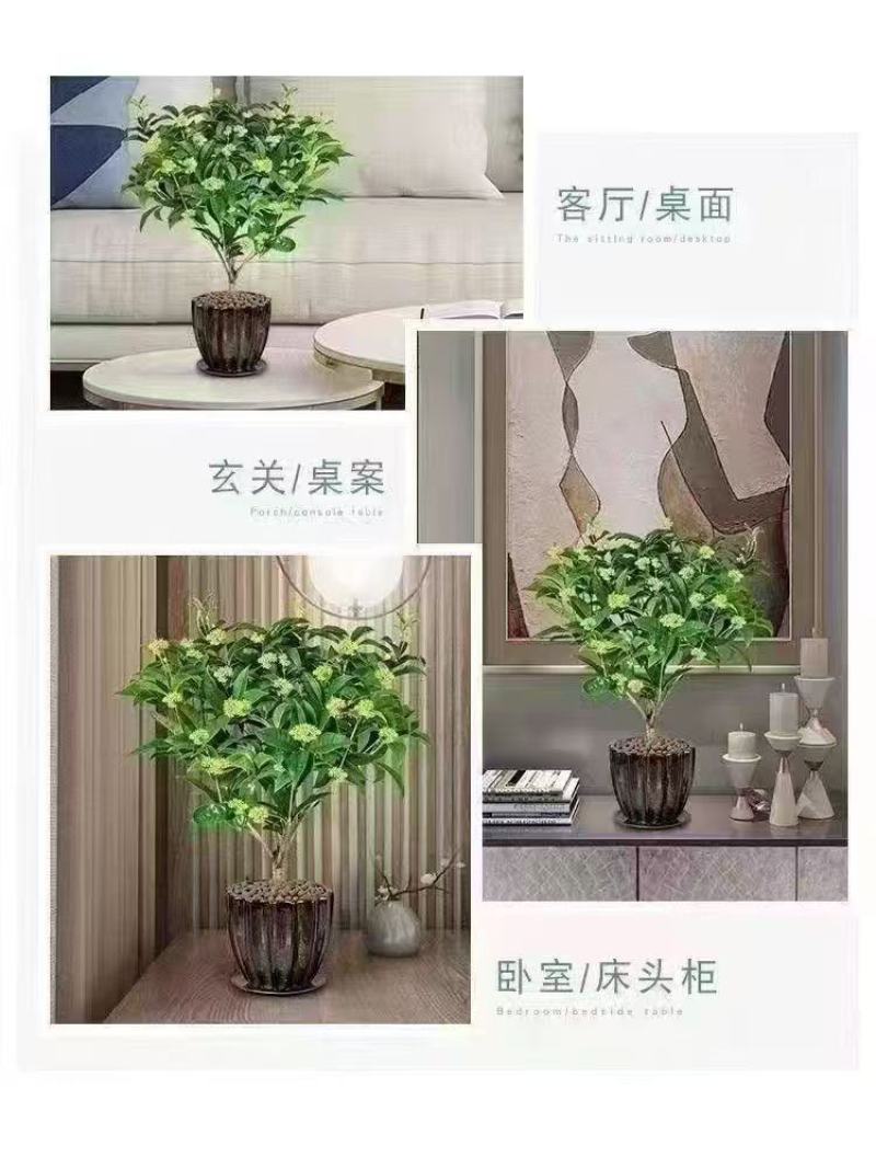 桂花树苗四季桂盆栽可食用开花室内阳台庭院浓香