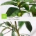 桂花树苗四季桂盆栽可食用开花室内阳台庭院浓香