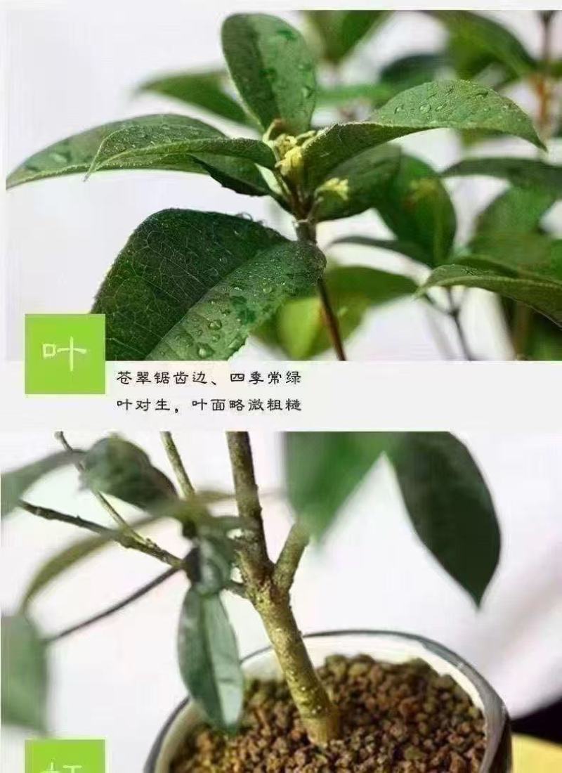 桂花树苗四季桂盆栽可食用开花室内阳台庭院浓香