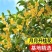 桂花树苗四季桂盆栽可食用开花室内阳台庭院浓香