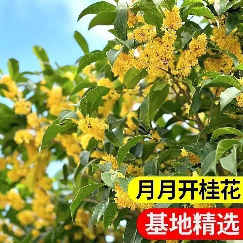 桂花树苗四季桂盆栽可食用开花室内阳台庭院浓香