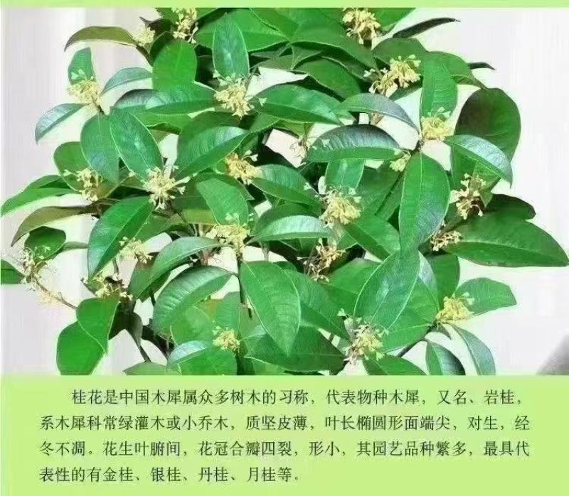 桂花树苗四季桂盆栽可食用开花室内阳台庭院浓香
