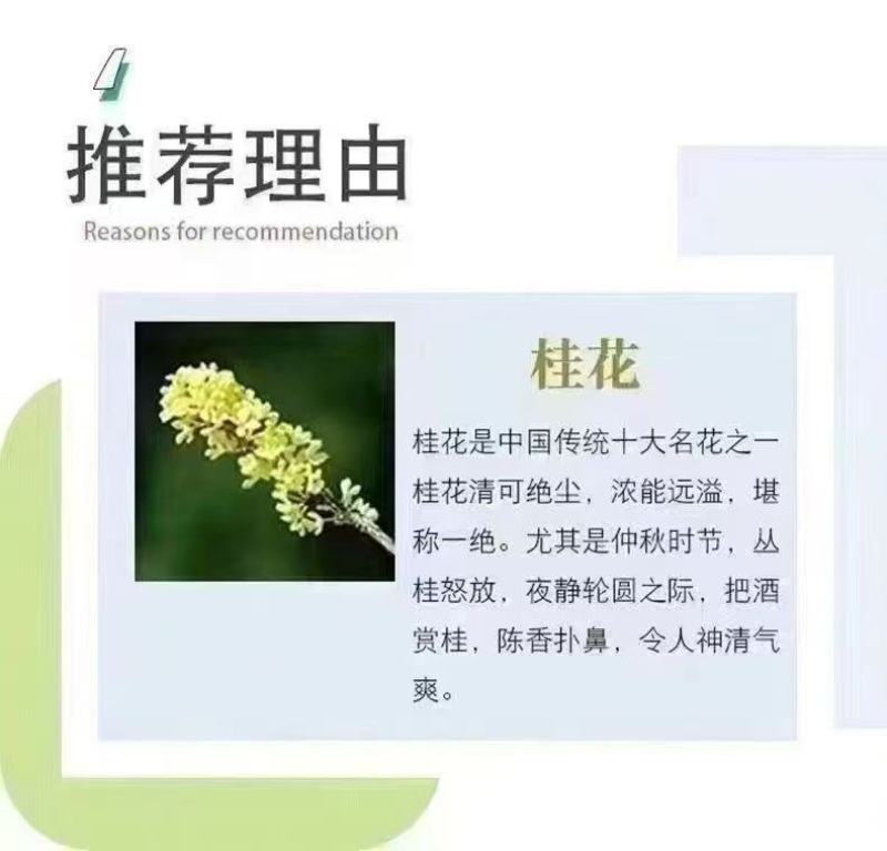 桂花树苗四季桂盆栽可食用开花室内阳台庭院浓香