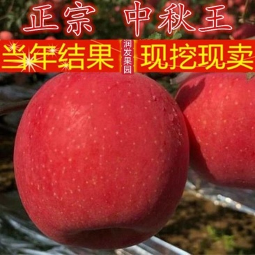 果园直发苹果苗中秋王烟富6秦脆红富士冰糖心包对版成
