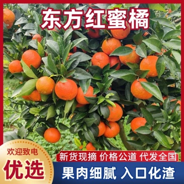 东方红砂糖桔子供应电商团购渠道商超快递一件代发