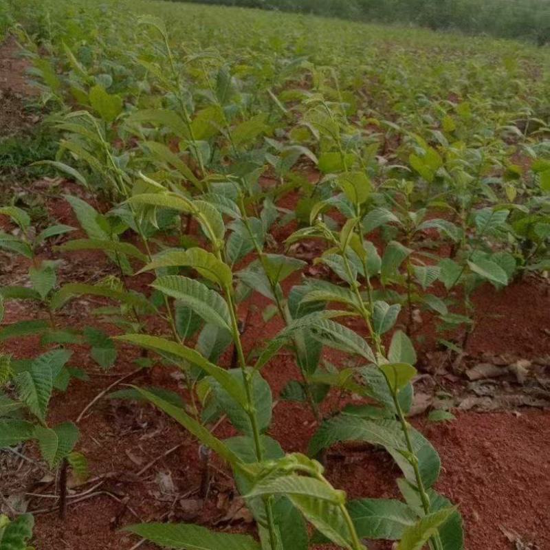 板栗苗自己种植量大从优批发价格可谈
