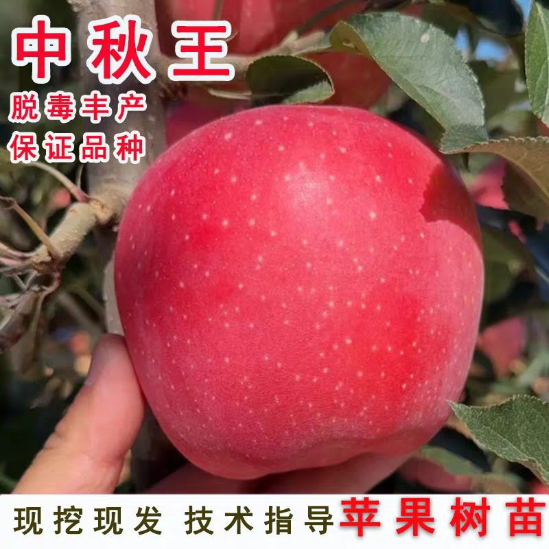 果园直发苹果苗中秋王烟富6秦脆红富士冰糖心包对版成