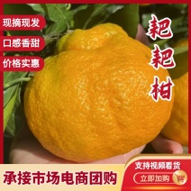 耙耙柑丑桔供应电商团购渠道商超快递一件代发