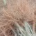 板栗苗自己种植量大从优批发价格可谈