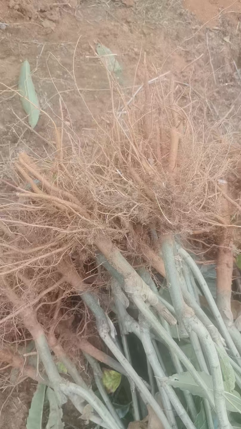 板栗苗自己种植量大从优批发价格可谈
