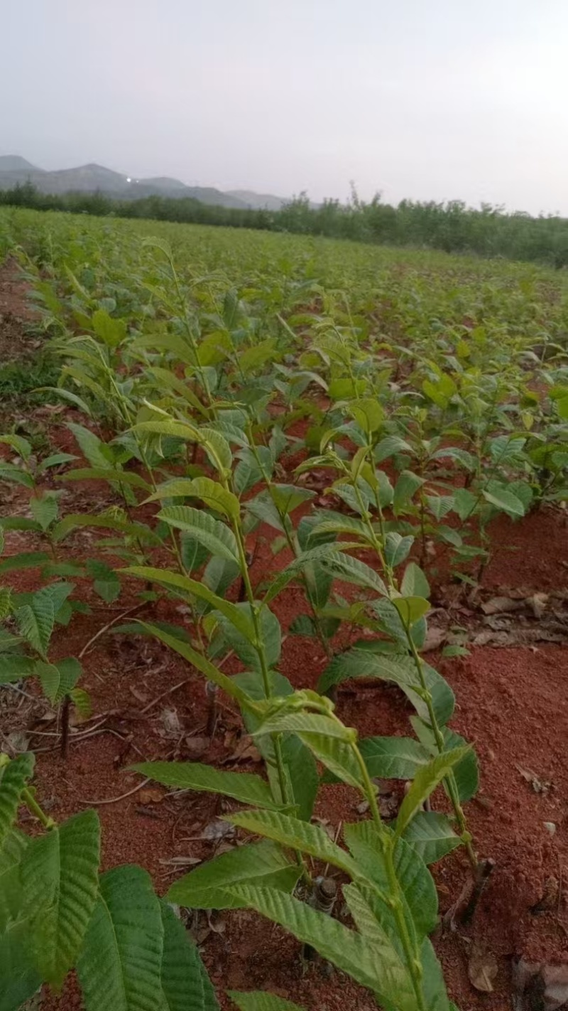 板栗苗自己种植量大从优批发价格可谈