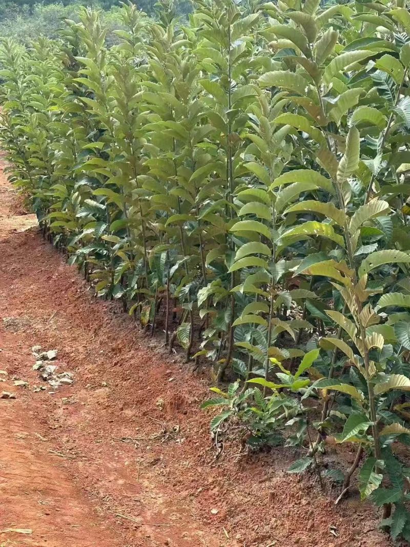 板栗苗自己种植量大从优批发价格可谈