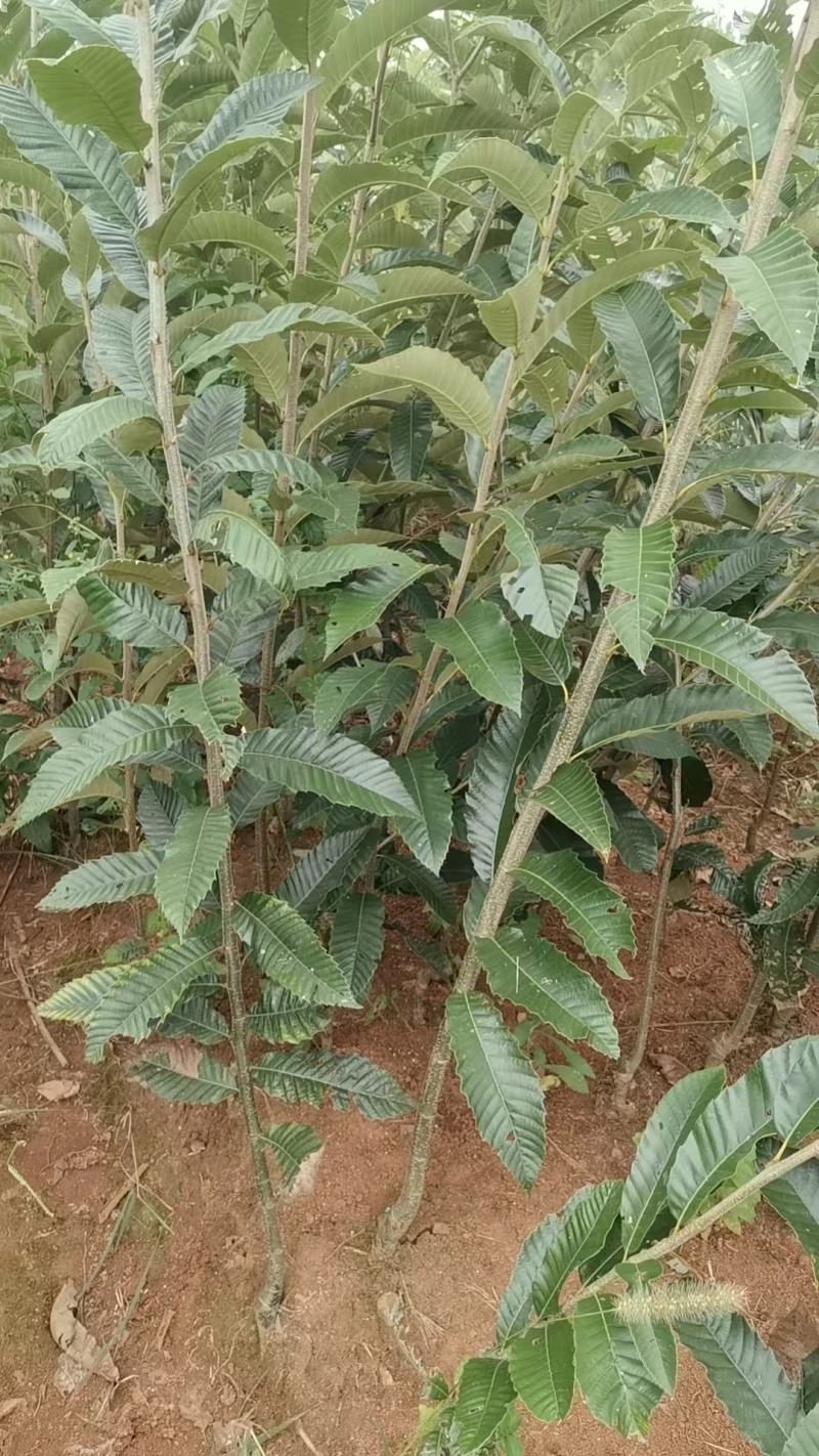 板栗苗自己种植量大从优批发价格可谈