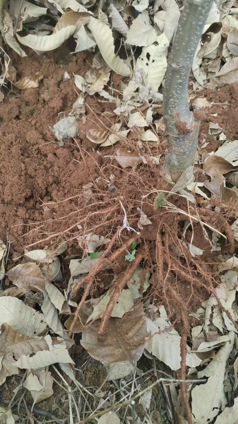板栗苗自己种植量大从优批发价格可谈
