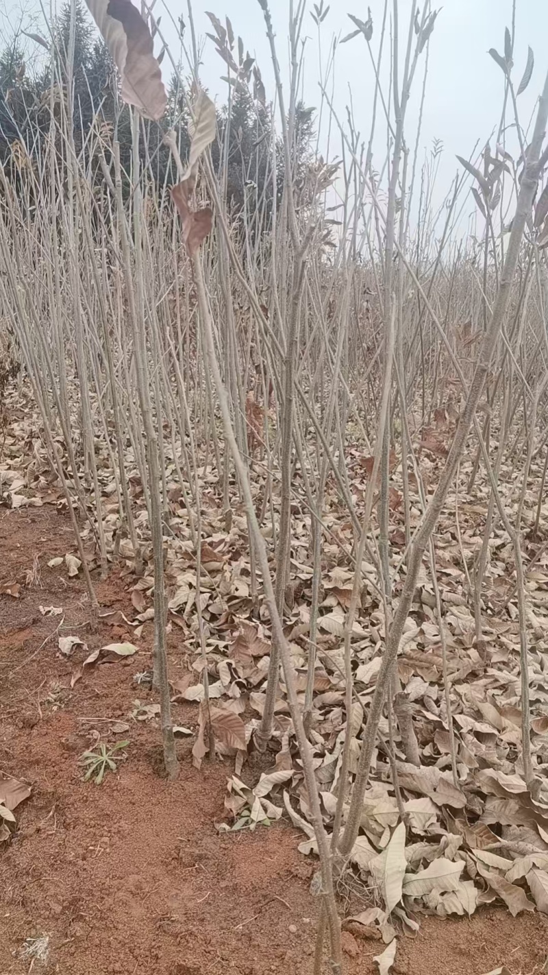 板栗苗自己种植量大从优批发价格可谈