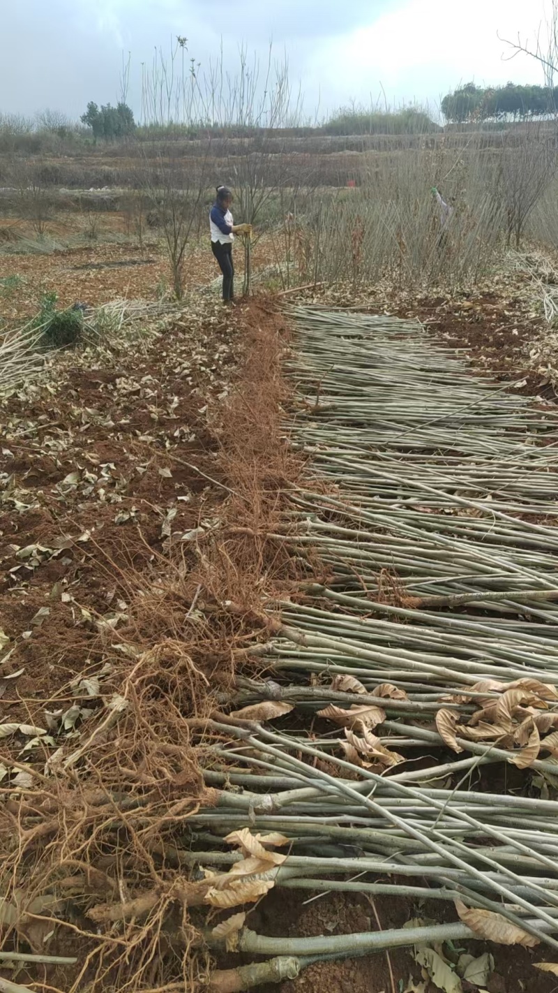 板栗苗自己种植量大从优批发价格可谈